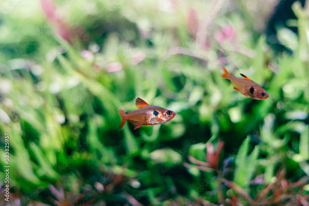 small red fish in the water, water grass in the background small red fish in the water, water grass in the background