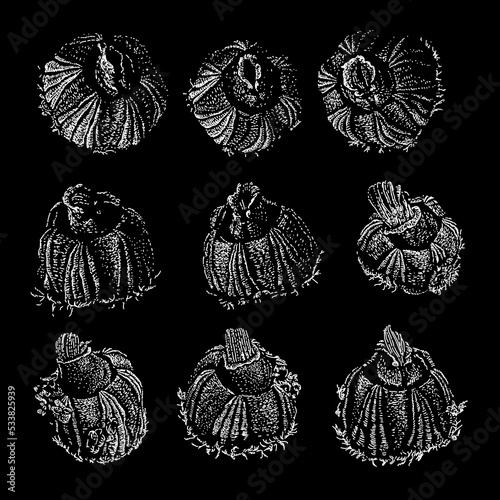 Barnacle hand drawing vector illustration isolated on black background