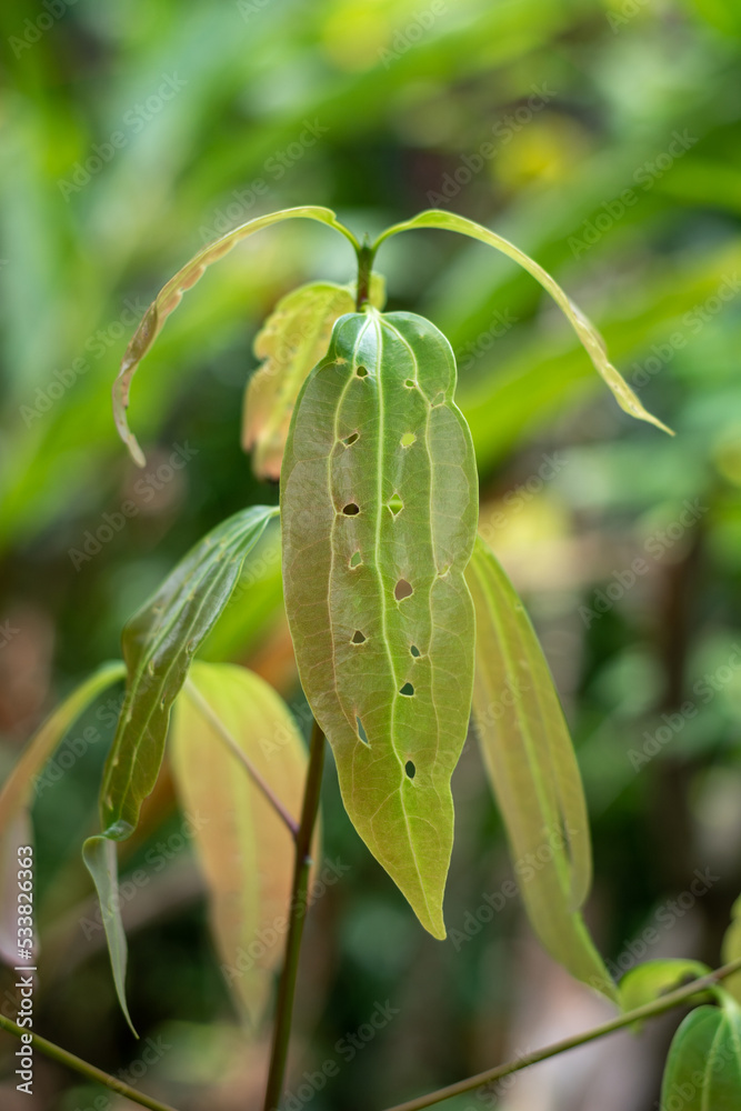 Fototapeta closeup of young cinnamon plant leaves with holes