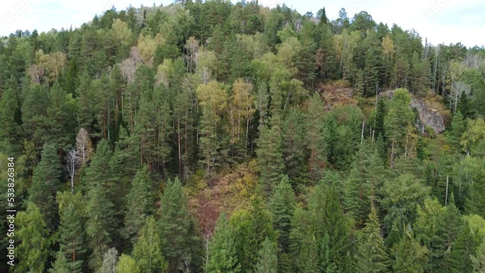 Aero view of landscapy of green forest trees. Top view. Fly in forest Aero view of landscapy of green forest trees. Top view. Fly in forest