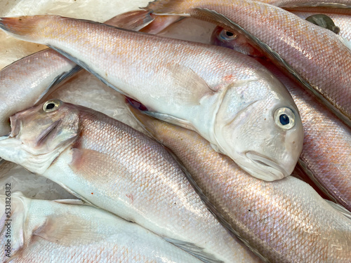 Strange looking sea fish on fishing boat photo