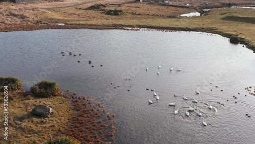 Flock of water birds swimming in peaceful pond, duck and swan, aerial photo