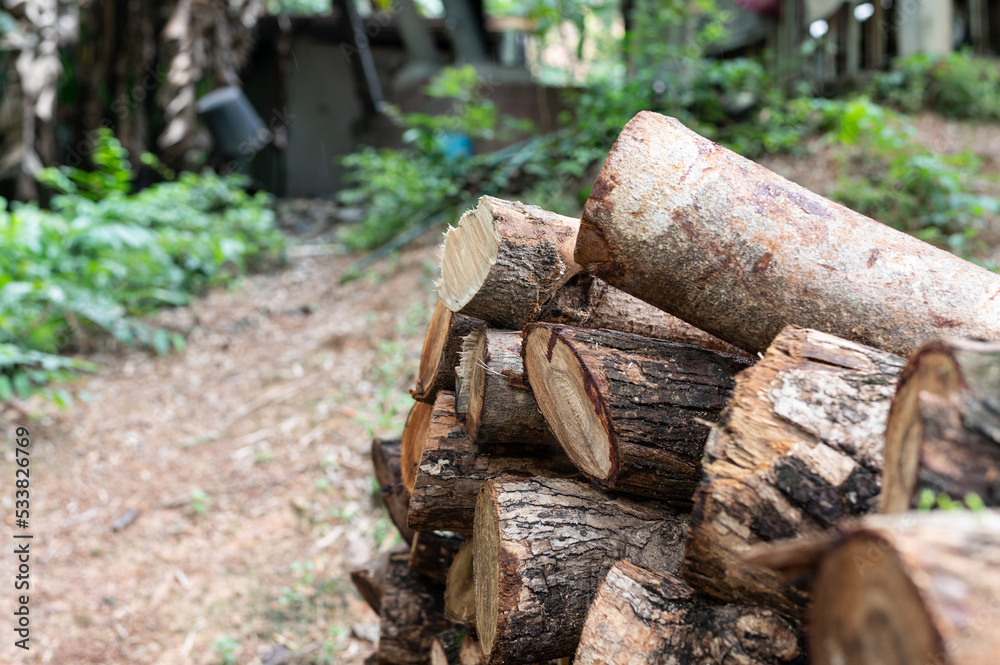 Pile of felled pine logs in the forest Pile of felled pine logs in the forest