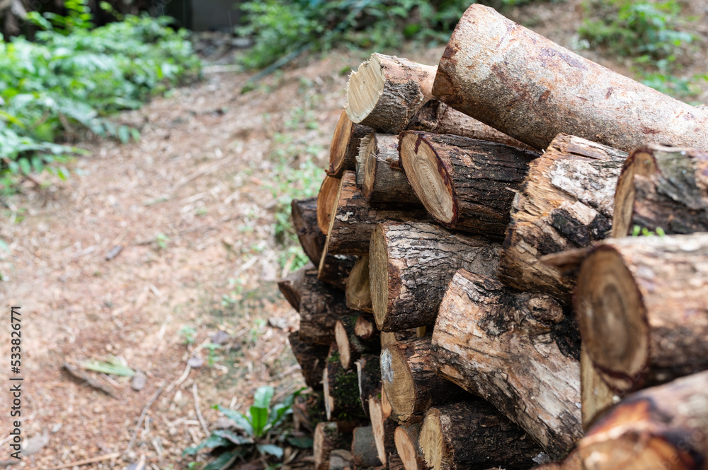 Pile of felled pine logs in the forest Pile of felled pine logs in the forest