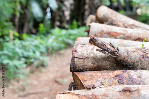 Wallpaper Mural Pile of felled pine logs in the forest Torontodigital.ca
