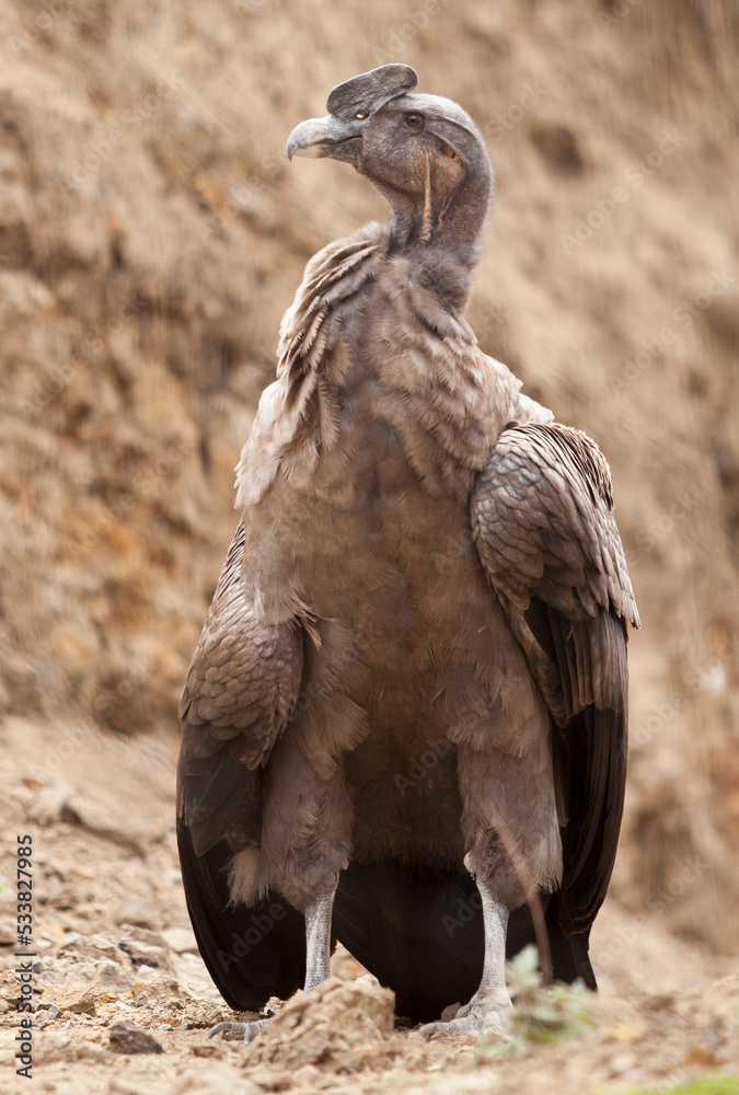 Fototapeta premium Long Shot Portrait of ecuadorian andean Condor on the ground,