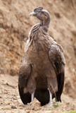 Long Shot Portrait of ecuadorian andean Condor on the ground,