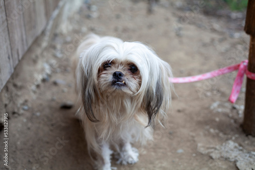 ugly small dog on pink leash pup dog doggy white hair