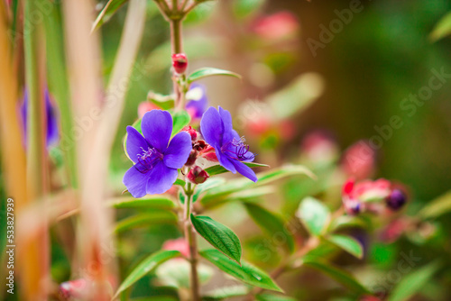 telephoto macro close up of glory bushes, plant, natural, medicine, nature photo