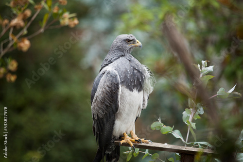 close up of Hawk standing on a piece of wood, eyes open, bird, eagle, falcon