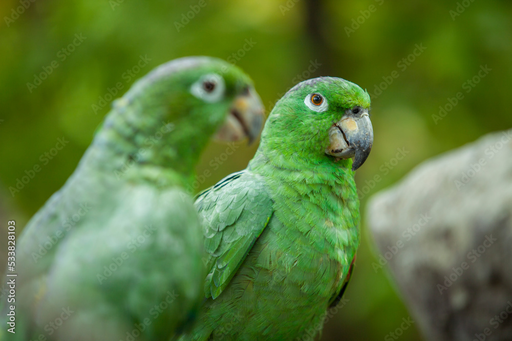 Fototapeta premium Close up of 2 green Ecuadorian Parrots in Guayaquil