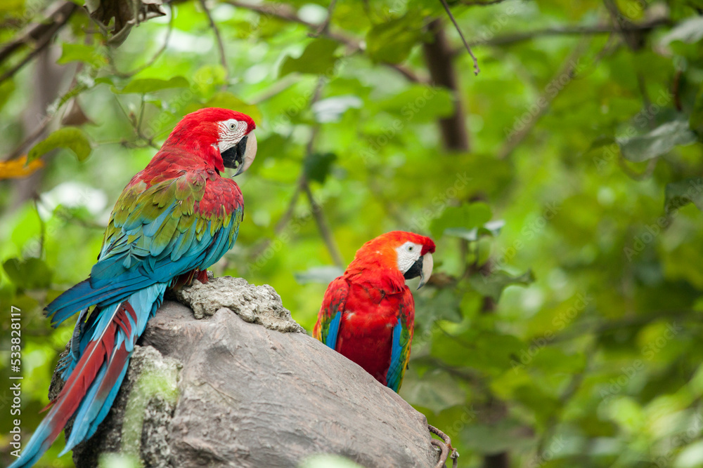 Close up of 2 red green and blue Ecuadorian Parrots  in Guayaquil