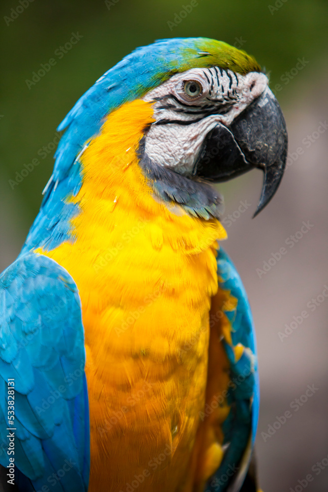 Close up portrait of a yellow and blue Ecuadorian Parrot  in Guayaquil
