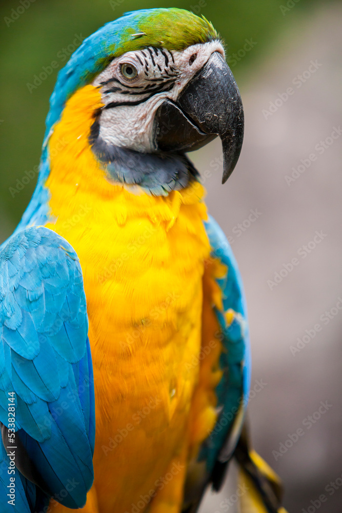 Close up portrait of a yellow and blue Ecuadorian Parrot  in Guayaquil