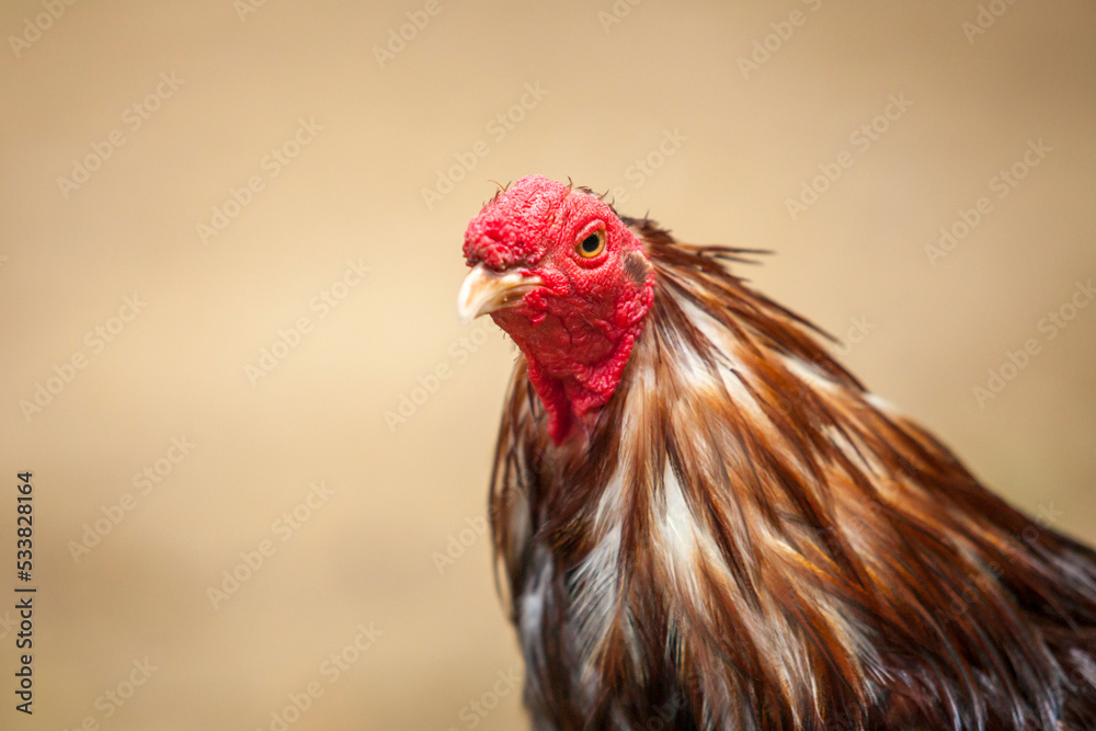 Close up Portrait of a Cock, male chicken Hen gallo