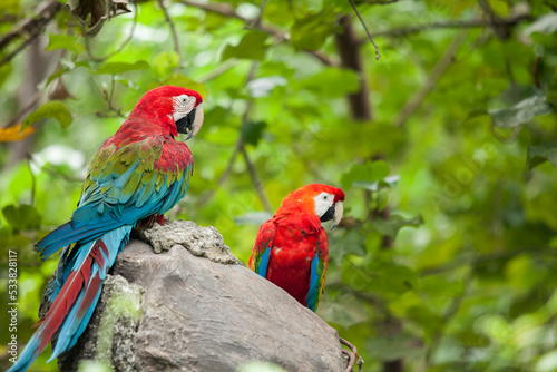 Close up of 2 red green and blue Ecuadorian Parrots  in Guayaquil