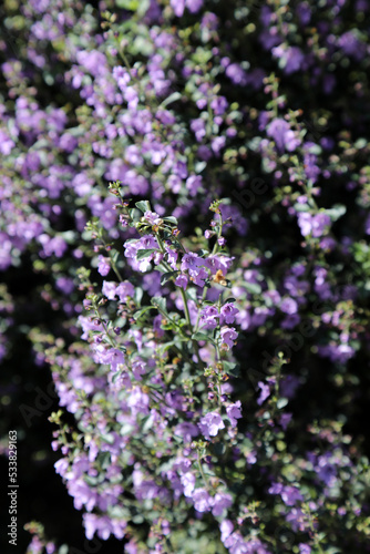 Royal Botanic Gardens Cranbourne Victoria  Australia.  Arid and native plant exhibits and landscapes