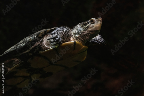 Closeup of a turtle on the water