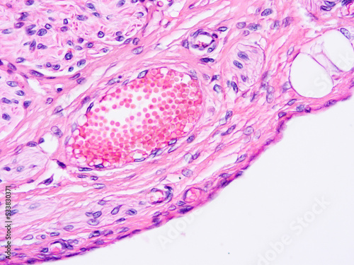 Histology of human tissue, show  epithelial tissue and connective tissue with microscope view  from laboratory (not Illustration Designation)