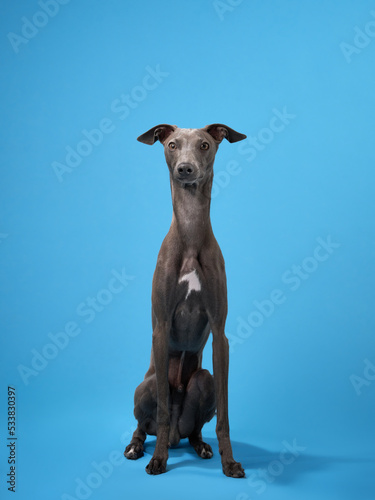Quadro su tela gray italian greyhound on a blue background