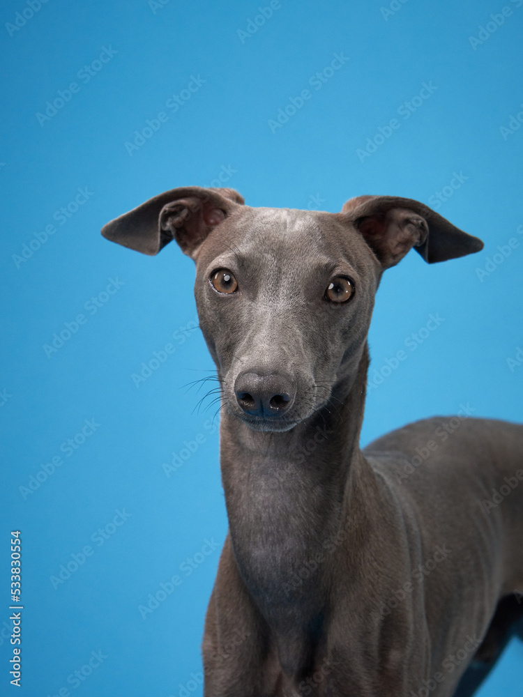 gray italian greyhound on a blue background. Dog studio, for design.