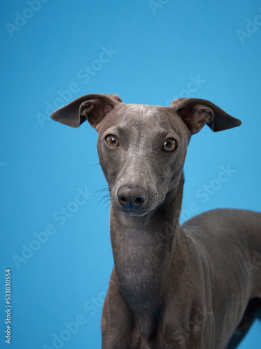 gray italian greyhound on a blue background. Dog studio, for design. photo