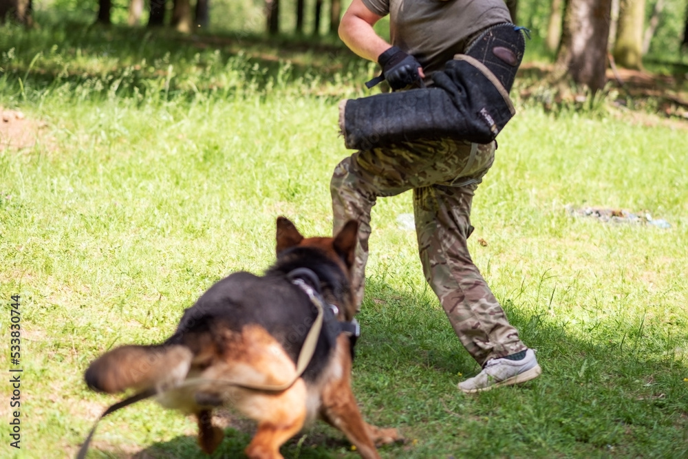 Shepherd training for aggression, with dog handlers in the forest.