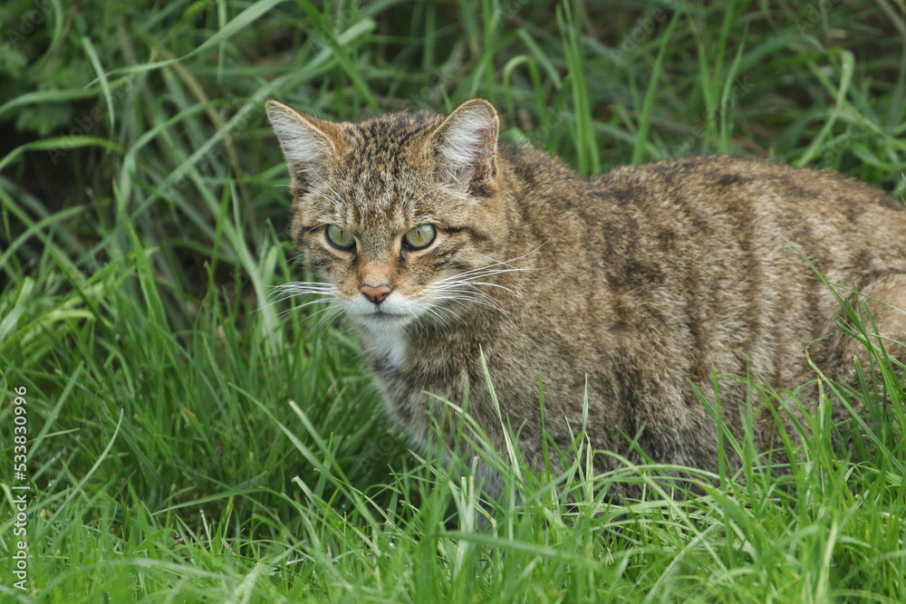 A Wildcat, Felis silvestiris, standing in the grass.	