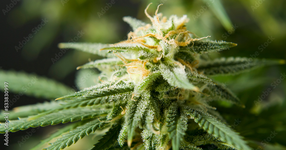 marihuana cbd thc bud flowering harvest trichomes cannabis flower marihuana cbd thc bud flowering harvest trichomes cannabis flower