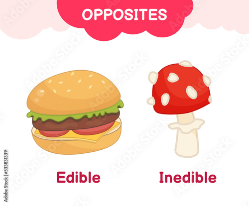 Vector learning material for kids opposites edible inedible. Cartoon illustrations of delicious hamburger and poisonous fly agaric mushroom.
