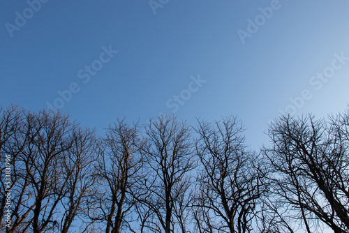 Tree tops without leaves against a bright blue sky. A row of bare trees. Silhouette of trees on sky background. Autumn, winter, spring landscape. Copy space