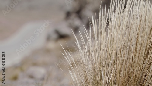 Fototapeta Naklejka Na Ścianę i Meble -  wind blowing Dried bush next to desolate road slow motion highland dried traffic
