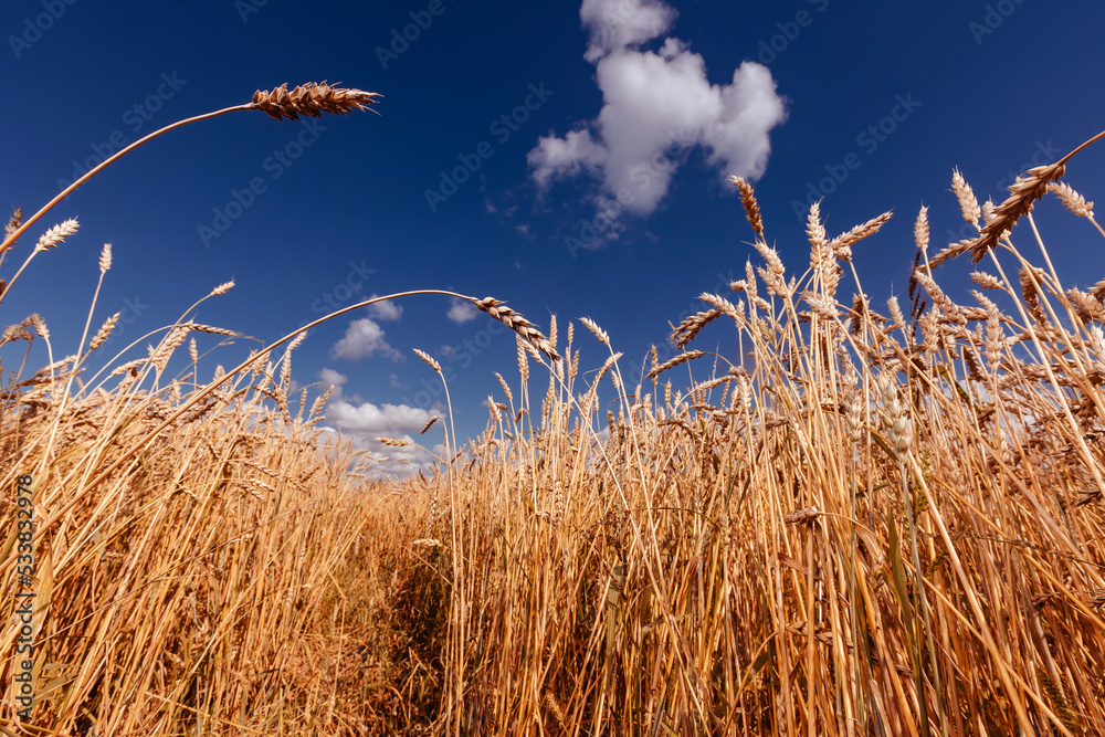 Obraz premium Wide view ripe golden wheat field summer day. Industry food concept