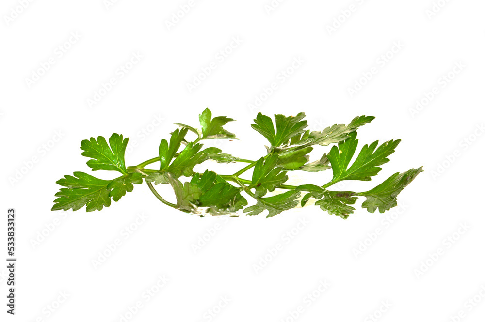 parsley isolated on white background parsley isolated on white background