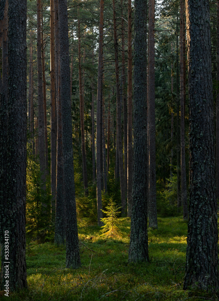 Fototapeta premium Sunbeams shining through natural forest of pine trees