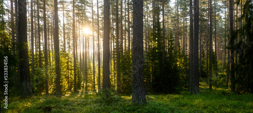 Sunbeams shining through natural forest of pine trees © Conny Sjostrom