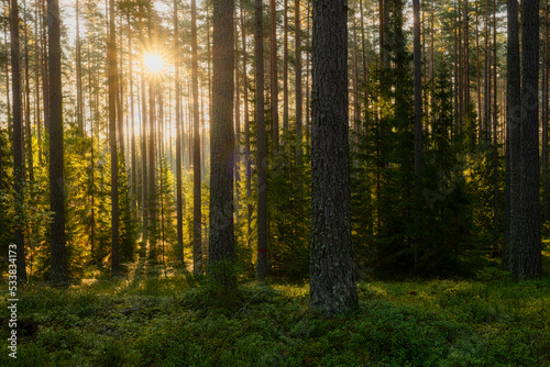 Sunbeams shining through natural forest of pine trees © Conny Sjostrom