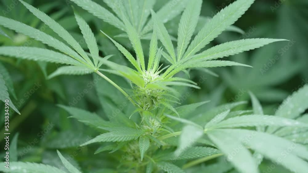 The budding tops of a homegrown marijuana plant The budding tops of a homegrown marijuana plant