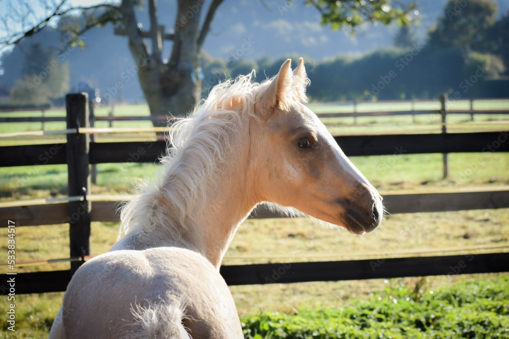 Obraz premium white horse in the field, palomino colt, Pony foal, horse foal stallion