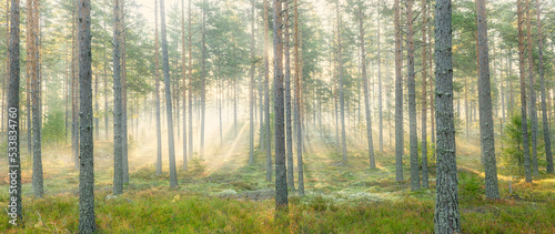 Fototapeta Naklejka Na Ścianę i Meble -  Sunbeams shining through natural forest of pine trees