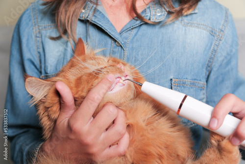 Veterinarian is cleaning a cat's teeth with an ultrasound scaler. Ginger reg hair cat with open mouth. Pet care concept.