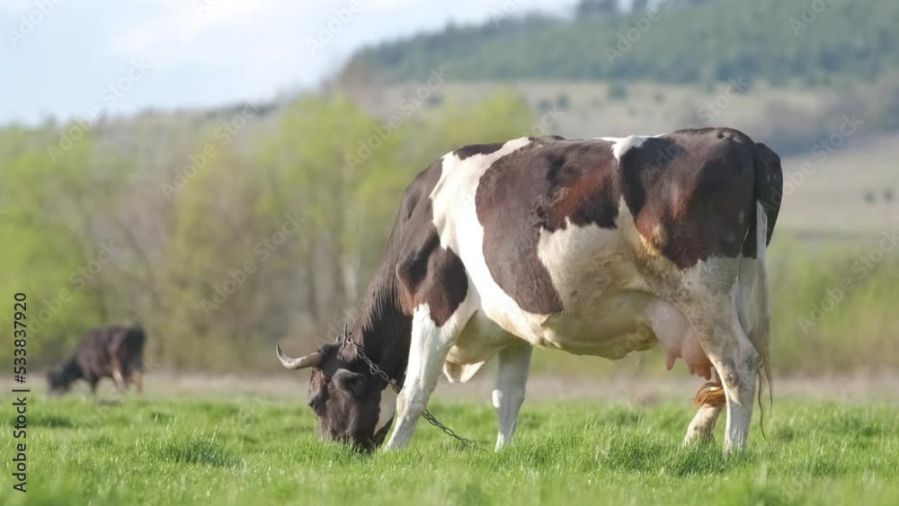 Milk cow grazing on green farm pasture on summer day. Feeding of cattle on farmland grassland Milk cow grazing on green farm pasture on summer day. Feeding of cattle on farmland grassland