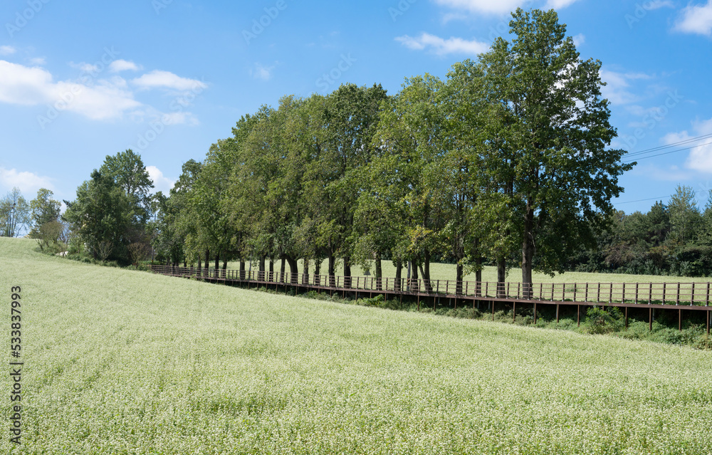 Fototapeta premium Buckwheat farm landscape with white buckwheat flowers