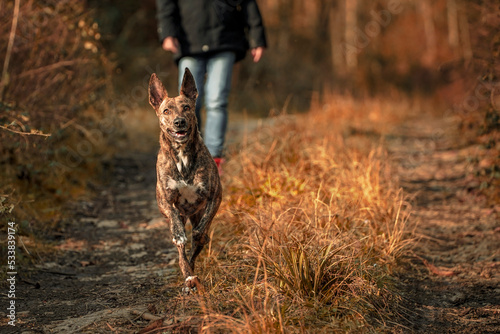 Paseo con perro, por sendero en otoño