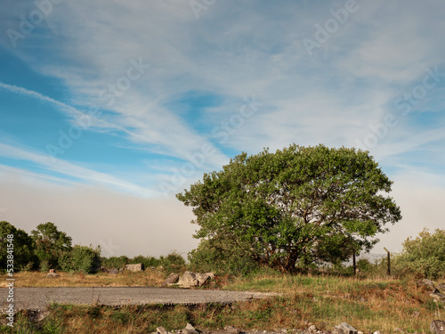 One tall tree in a field, Blue cloudy sky in the background. Nature scenery and landscape.