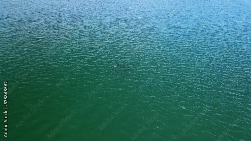 Watching a pod of dolphins splash below in the water Watching a pod of dolphins splash below in the water