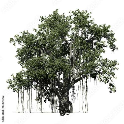 Banyan Tree – Front View