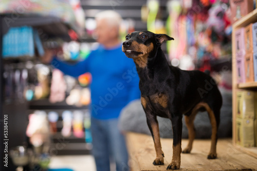 Portrait of dog doberman pinscher sitting in pet shop while its owner choosing dogs supplies