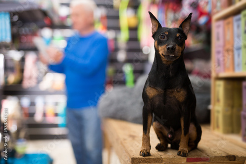 Obedient zwergpinscher puppy waiting for his owner in pet shop.