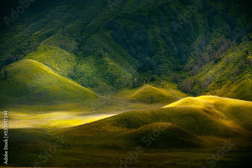 Greengrass landscape and couple of trees. near mount of bromo the call Savannah. Taken at Bromo Mountain, Tengger, east Java, Indonesia